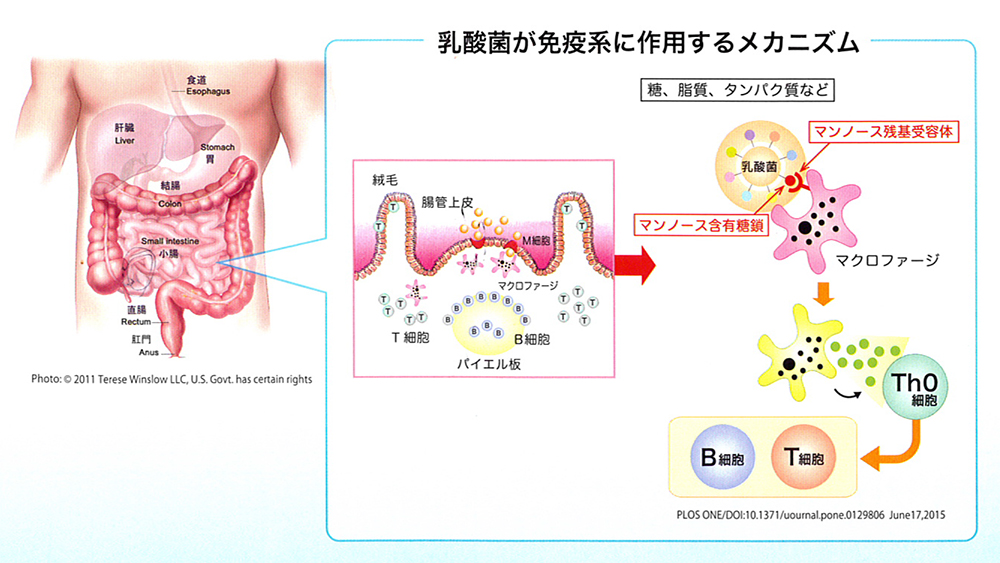 乳酸菌nanoECF(R)作用メカニズム②